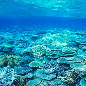 シュノーケリングサンゴ礁