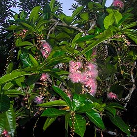 サガリバナの咲いてる写真